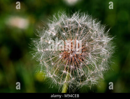 Dandelion close up 'make a wish' Stock Photo