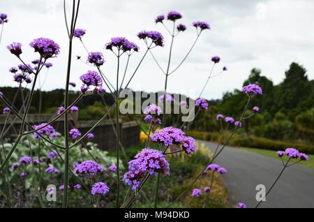 beautiful violet flowers growing next to pathway in Auckland botanic gardens Stock Photo