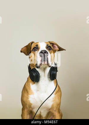 Dog earphones 2024