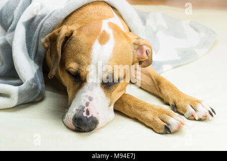 Lazy or sick pet dog relaxing and sleeping in clean white throw blanket. Sleepy staffordshire terrier dog covered in plaid resting indoors in tidy min Stock Photo