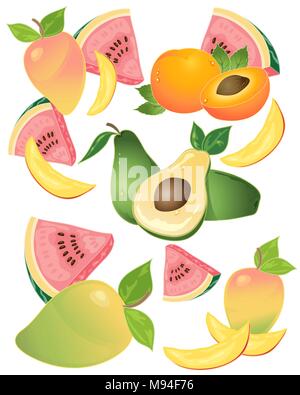 a vector illustration in eps 10 format of delicious tropical fruit with mango avacado melon and apricot on a white background Stock Vector