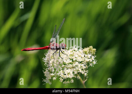Male ruddy darter dragonfly (Sympetrum sanguineum) perched on cow parsley at Wicken Fen National Nature Reserve, Cambridgeshire, England. Stock Photo