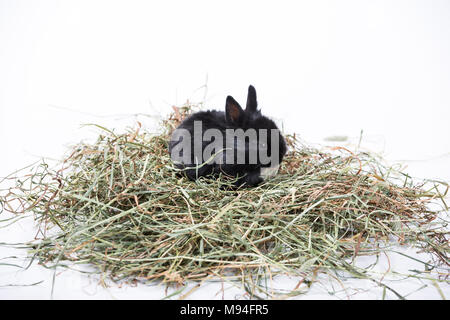 Studio shot of a young black rabbit sitting in hay on white background. Stock Photo