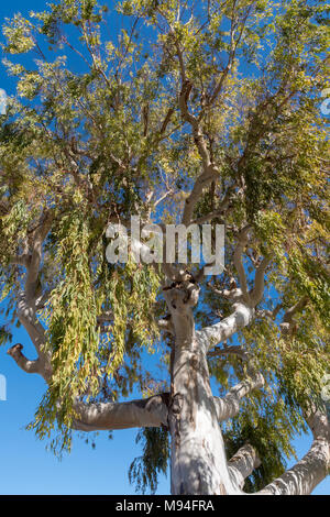 Low angle view branches of the non-native eucalyptus tree, South France, Europe Stock Photo