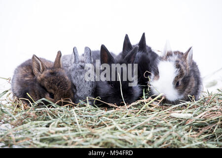Five young rabbits sitting in hay, in a row,  on white background. Stock Photo