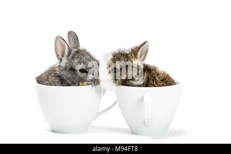 Two young rabbits sitting in coffee cups leaning their head to each others. Stock Photo