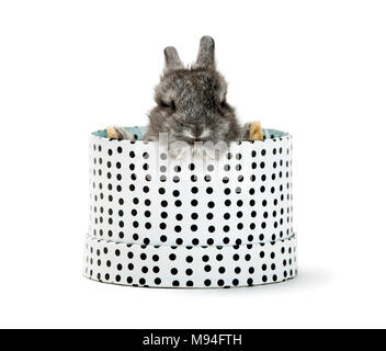 Young rabbit sitting in a black and white dotted box. Rabbit is looking up over the edge. Stock Photo