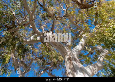 Low angle view branches of the non-native eucalyptus tree, South France, Europe Stock Photo