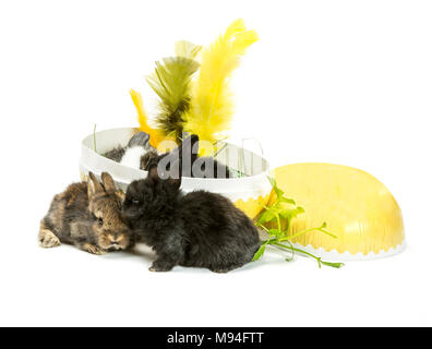 Two little rabbits sitting in an easter egg and two sitting in front of easter egg on white background. Stock Photo