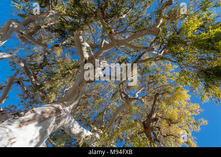 Low angle view branches of the non-native eucalyptus tree, South France, Europe Stock Photo