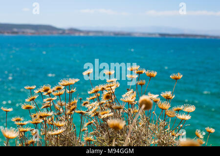 Sea view with yellow flowers: Iskele village at Cesme, Izmir, Turk Stock Photo