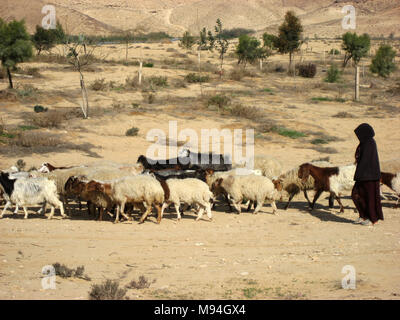 Bedouin shepherdess dressed in black in the desert herding a flock of goats Stock Photo