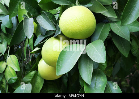 Three almost ripe yellow grapefruits hanging on a tree Stock Photo