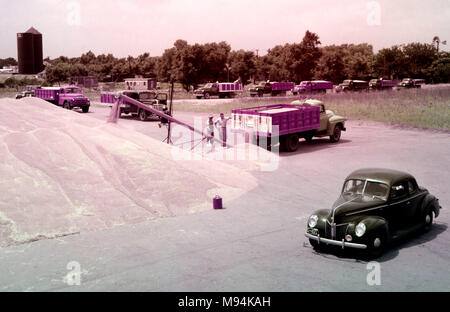 Grain trucks are lined up to dump excess wheat in a parking lot in Kansas in 1962. Stock Photo