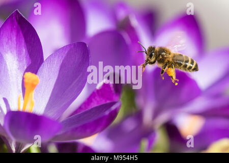 honey bee Apis Mellifera flying towards purple crocus uk Stock Photo