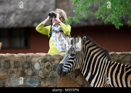 Woman holding binoculars and wearing a scarf decorated with zebras in front of a zebra Stock Photo
