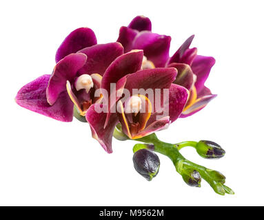 Blooming branch beautiful deep  cherry orchid isolated on the white background Stock Photo