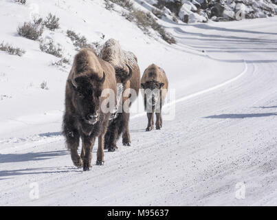 Two bison cows escort their calf along a snow packed road with snow sticky to their snouts from searching for food. Stock Photo