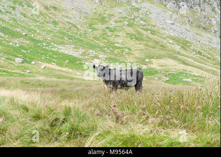 Blue Grey bullock grazing on the foothills of Scafell Pike, the Lake District, England’s highest mountain owned by the National Trust. Stock Photo