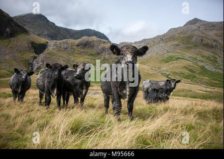 Blue Grey bullock grazing on the foothills of Scafell Pike, the Lake District, England’s highest mountain owned by the National Trust. Stock Photo