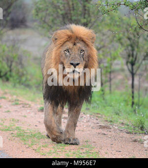 South Africa is a popular tourist destination for its blend of true African and European experiences. Kruger Park wet male lion close-up. Stock Photo