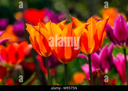 A colourful border of mixed tulips main focus on orange lily-flowered tulipa Stock Photo