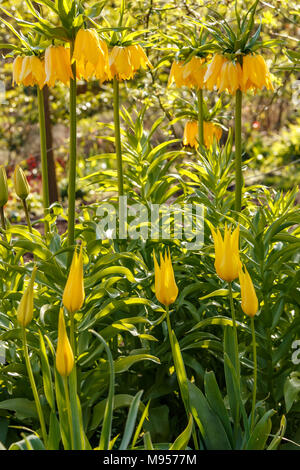 Yellow Crown Imperials, Fritillaria imperialis 'Maxima Lutea' underplanted with yellow lily-flowered group tulip in garden border Stock Photo