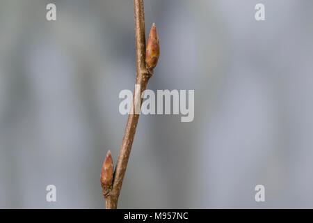 Hainbuche, Hain-Buche, Weißbuche, Weissbuche, Knospe, Knospen, Carpinus betulus, Common Hornbeam, Hornbeam, bud, buds, Charme commun, Charmille Stock Photo