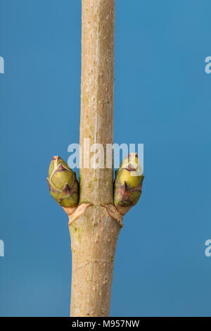 Berg-Ahorn, Bergahorn, Ahorn, Knospe, Knospen, Acer pseudoplatanus, Sycamore, Maple, Erable sycomore, bud, buds, L’érable sycomore, grand érable, érab Stock Photo