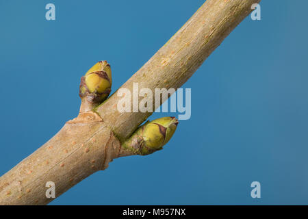 Berg-Ahorn, Bergahorn, Ahorn, Knospe, Knospen, Acer pseudoplatanus, Sycamore, Maple, Erable sycomore, bud, buds, L’érable sycomore, grand érable, érab Stock Photo