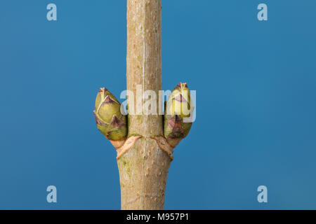 Berg-Ahorn, Bergahorn, Ahorn, Knospe, Knospen, Acer pseudoplatanus, Sycamore, Maple, Erable sycomore, bud, buds, L’érable sycomore, grand érable, érab Stock Photo