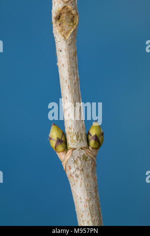 Berg-Ahorn, Bergahorn, Ahorn, Knospe, Knospen, Acer pseudoplatanus, Sycamore, Maple, Erable sycomore, bud, buds, L’érable sycomore, grand érable, érab Stock Photo