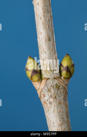 Berg-Ahorn, Bergahorn, Ahorn, Knospe, Knospen, Acer pseudoplatanus, Sycamore, Maple, Erable sycomore, bud, buds, L’érable sycomore, grand érable, érab Stock Photo