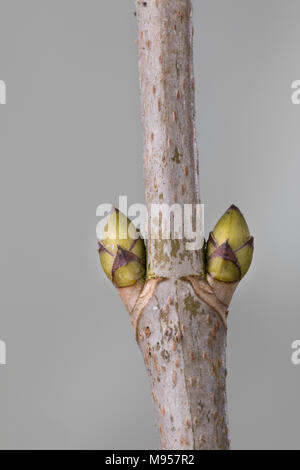 Berg-Ahorn, Bergahorn, Ahorn, Knospe, Knospen, Acer pseudoplatanus, Sycamore, Maple, Erable sycomore, bud, buds, L’érable sycomore, grand érable, érab Stock Photo