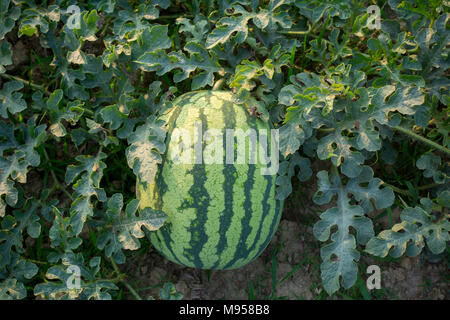 Watermelons Plant Farm and Farming at sylhet, Bangladesh. Stock Photo