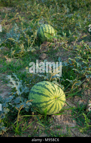 Watermelons Plant Farm and Farming at sylhet, Bangladesh. Stock Photo