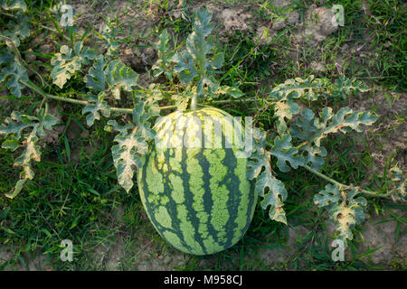 Watermelons Plant Farm and Farming at sylhet, Bangladesh. Stock Photo