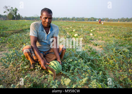 Watermelons Plant Farm and Farming at sylhet, Bangladesh. Stock Photo