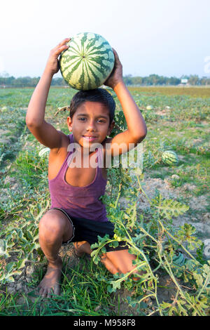 Watermelons Plant Farm and Farming at sylhet, Bangladesh. Stock Photo