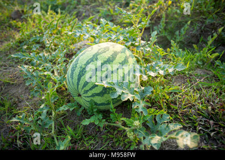 Watermelons Plant Farm and Farming at sylhet, Bangladesh. Stock Photo