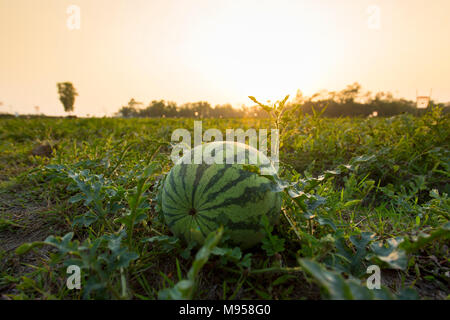 Watermelons Plant Farm and Farming at sylhet, Bangladesh. Stock Photo