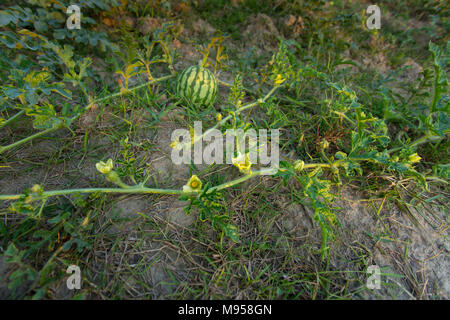 Watermelons Plant Farm and Farming at sylhet, Bangladesh. Stock Photo