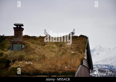 Two seagulls on grass roof in Lofoten, Norway Stock Photo