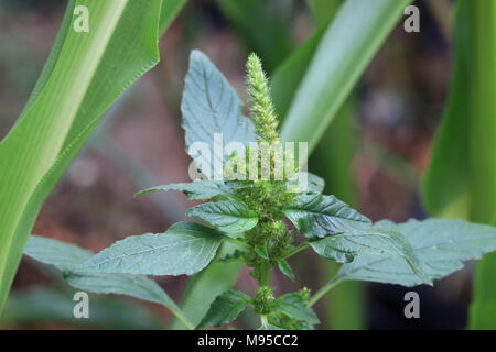 Amaranthus viridis or known as green amaranth Stock Photo