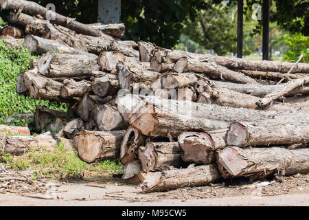 big pile of wood in a forest Stock Photo