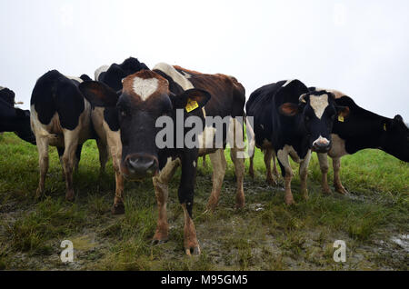 Cattles at Desa Dairy Farm Kundasang Sabah Stock Photo