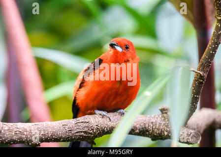 reddish orange bird Stock Photo