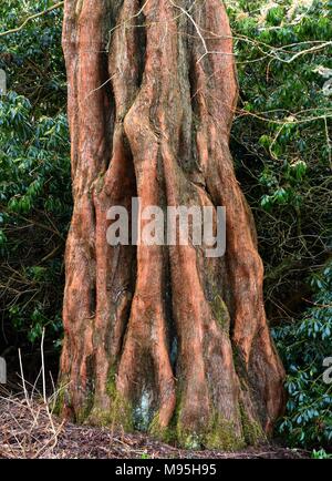 Metasequoia Glyptostroboides fissured trunk Stock Photo