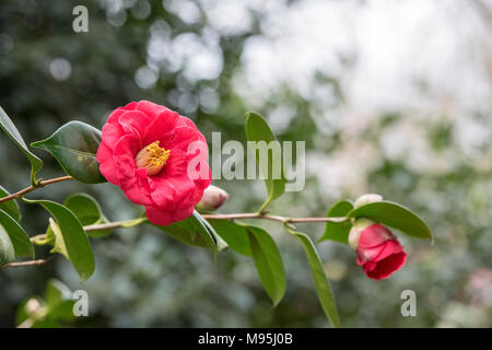 Camellia japonica ‘Adolphe audusson’ flower in march. UK Stock Photo