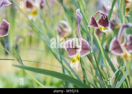 Gladiolus Uysiae. Miniature Gladiolus / Sword lily Stock Photo